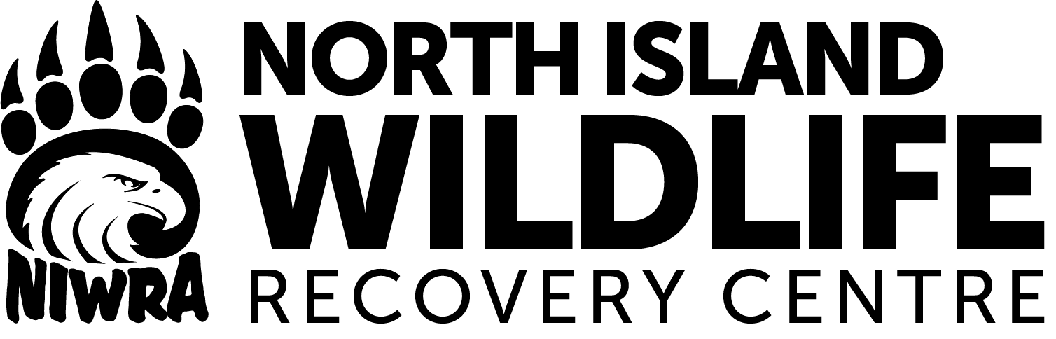 NIWRA logo 2024