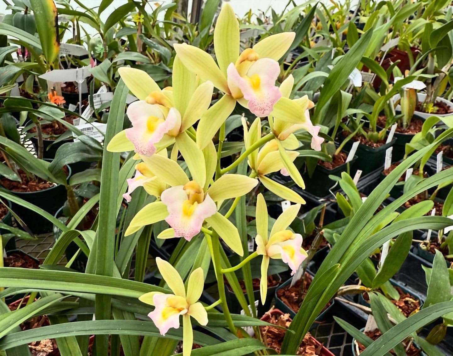 Paramount Orchids logo