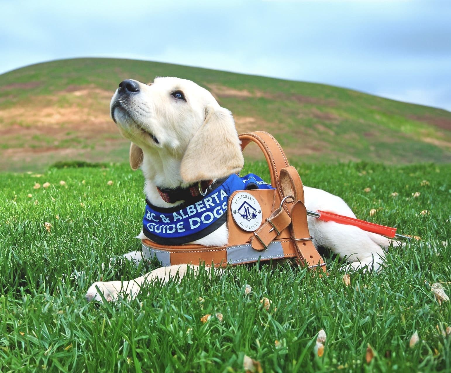 BC & Alberta Guide Dogs logo