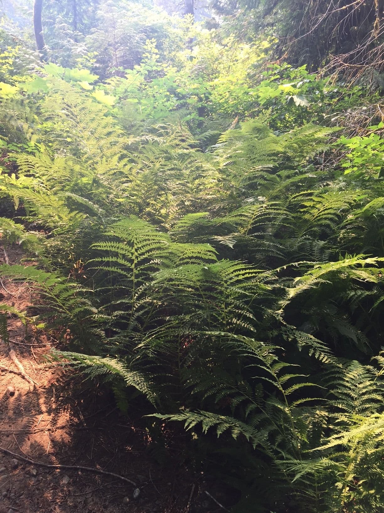 Parksville Adult Literacy Society logo