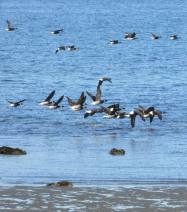 Brant Wildlife Festival