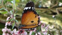 Butterfly World